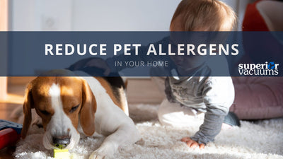 Reduce Pet Allergens in Your Home